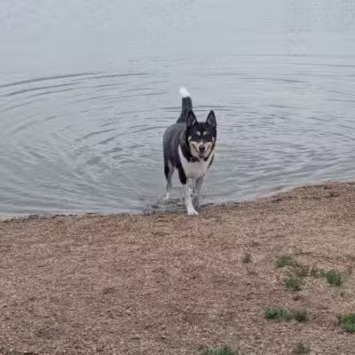 East Side Sports Complex Dog Park - St. Charles, IL