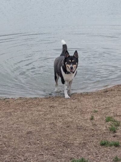 East Side Sports Complex Dog Park - St. Charles, IL