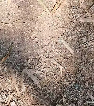 Lakefield Park - St Charles,