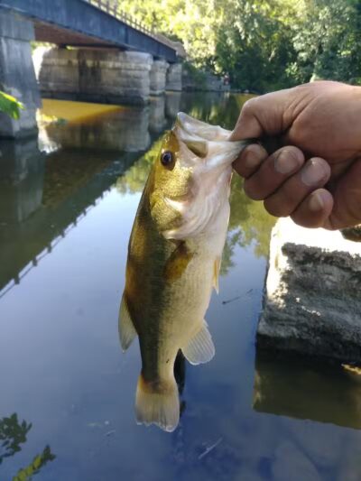 Lumberjack Park - St Charles,