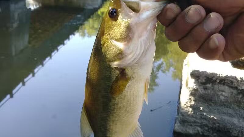 Lumberjack Park - St Charles,