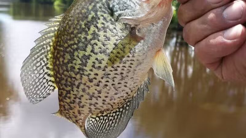 Lumberjack Park - St Charles,