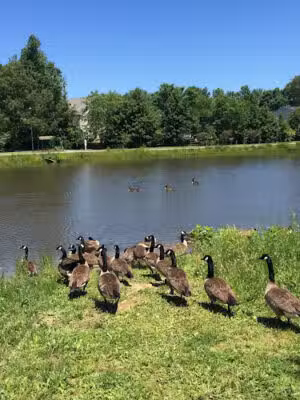 Dorchester Lake Park - St Charles, MD