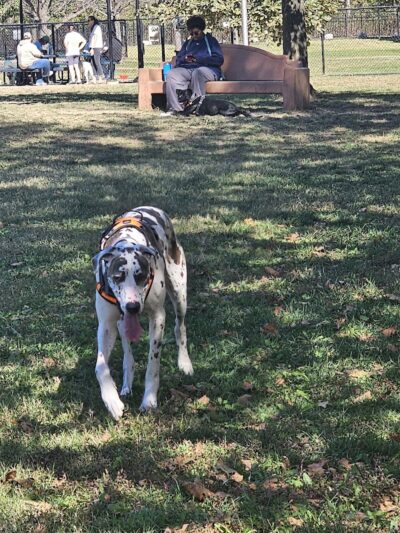 DuSable Dog Park - St Charles, MO