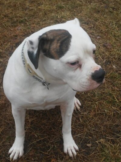 DuSable Dog Park - St Charles, MO