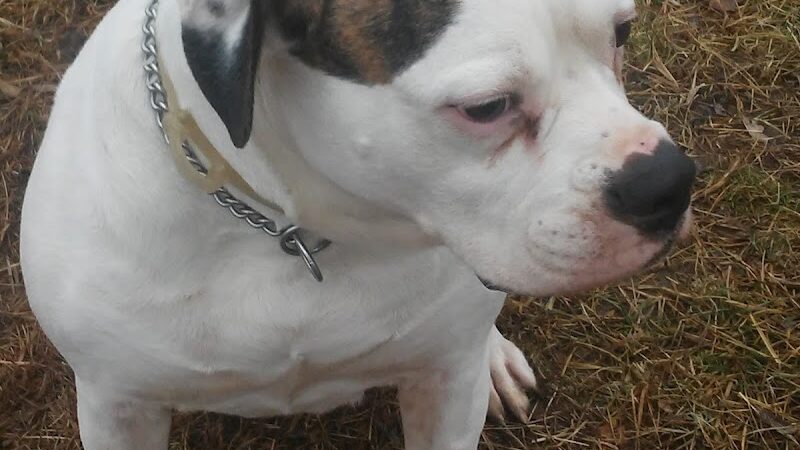 DuSable Dog Park - St Charles, MO