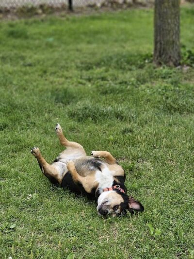 DuSable Dog Park - St Charles, MO