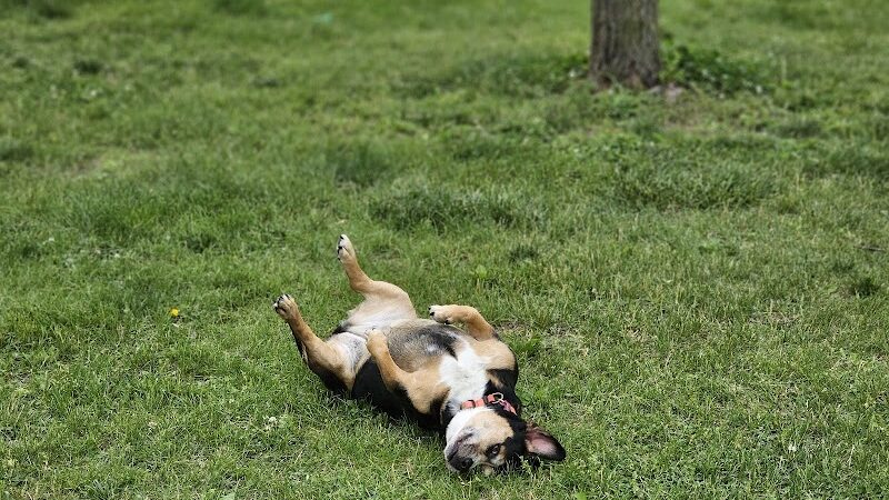 DuSable Dog Park - St Charles, MO