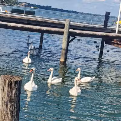 Alexander Park - St Clair Shores,