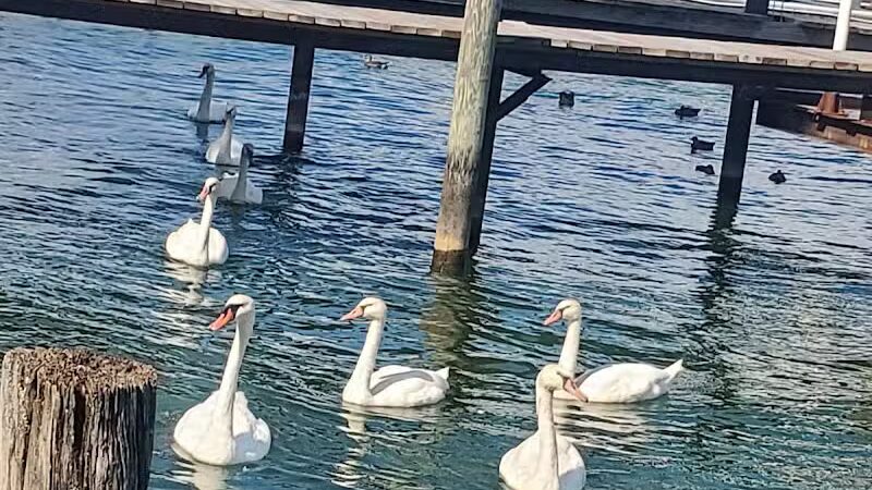 Alexander Park - St Clair Shores,