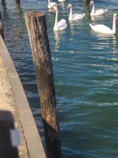 Alexander Park - St Clair Shores,