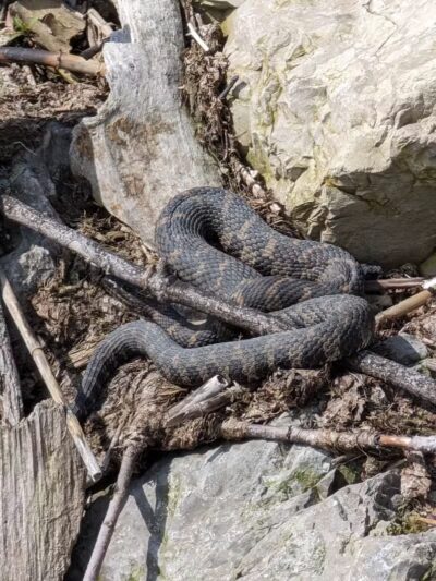 Blossom Heath Pier - St Clair Shores,