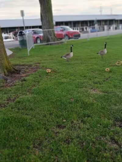 Blossom Heath Pier - St Clair Shores,