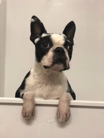 Camp Bow Wow Lil' Campers St. Clair Shores - St Clair Shores,