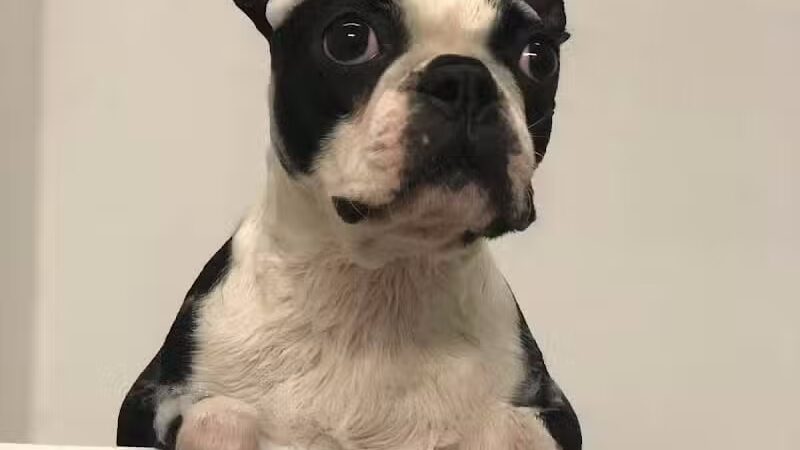 Camp Bow Wow Lil' Campers St. Clair Shores - St Clair Shores,