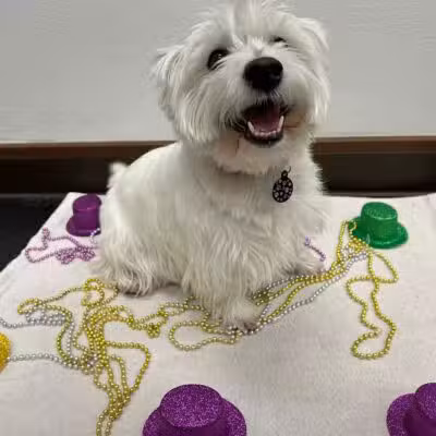 Camp Bow Wow Lil' Campers St. Clair Shores - St Clair Shores,
