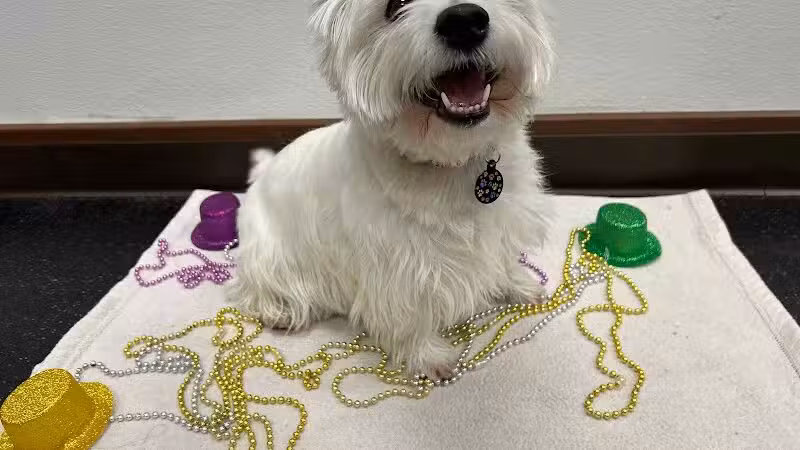 Camp Bow Wow Lil' Campers St. Clair Shores - St Clair Shores,