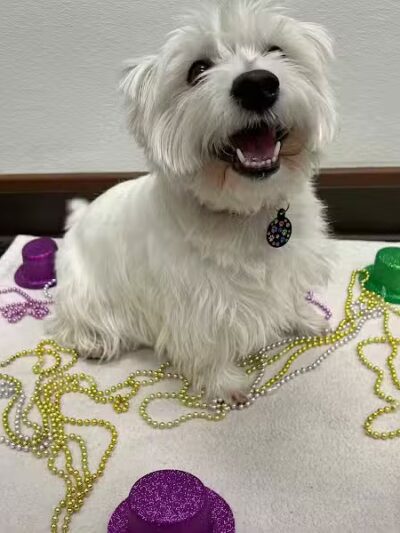 Camp Bow Wow Lil' Campers St. Clair Shores - St Clair Shores,