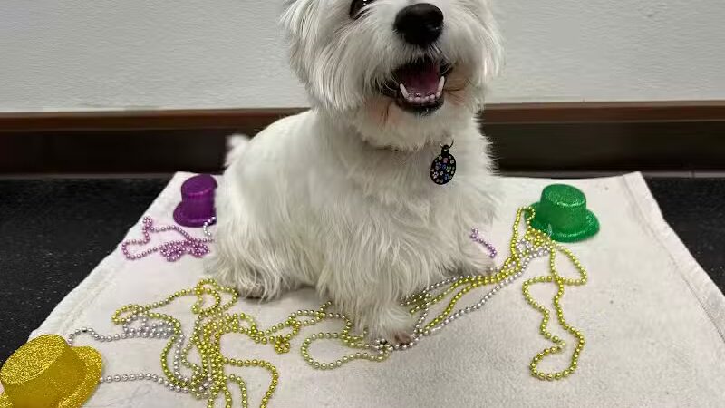 Camp Bow Wow Lil' Campers St. Clair Shores - St Clair Shores,