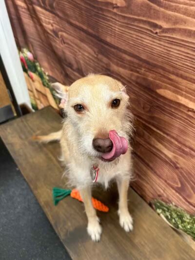 Camp Bow Wow Lil' Campers St. Clair Shores - St Clair Shores,