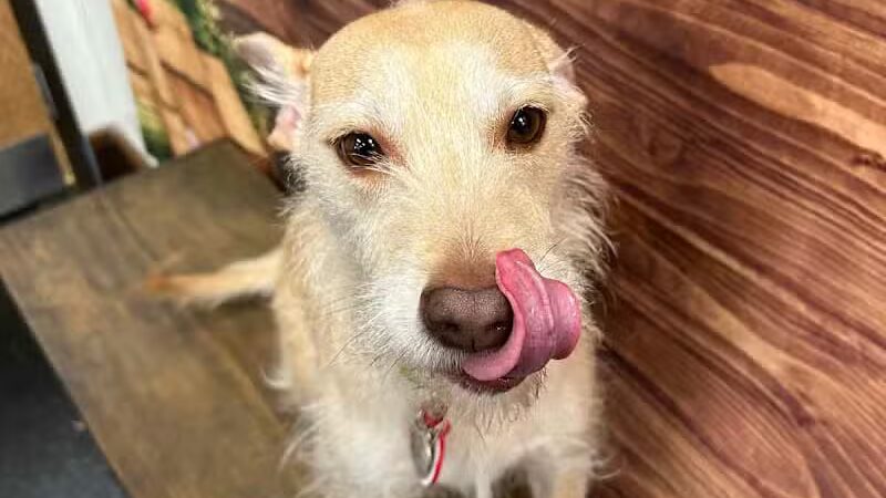 Camp Bow Wow Lil' Campers St. Clair Shores - St Clair Shores,