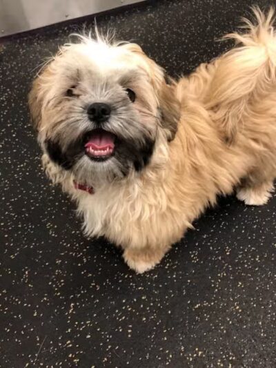 Camp Bow Wow Lil' Campers St. Clair Shores - St Clair Shores,