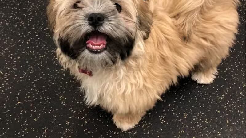 Camp Bow Wow Lil' Campers St. Clair Shores - St Clair Shores,