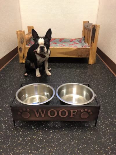 Camp Bow Wow Lil' Campers St. Clair Shores - St Clair Shores,