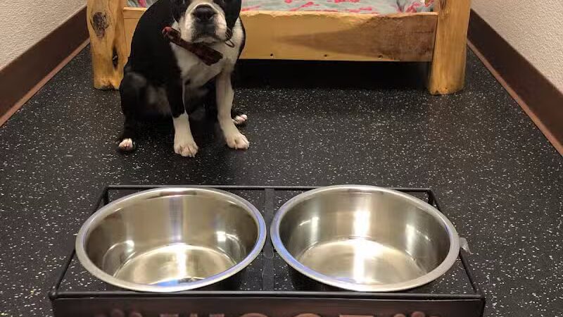 Camp Bow Wow Lil' Campers St. Clair Shores - St Clair Shores,