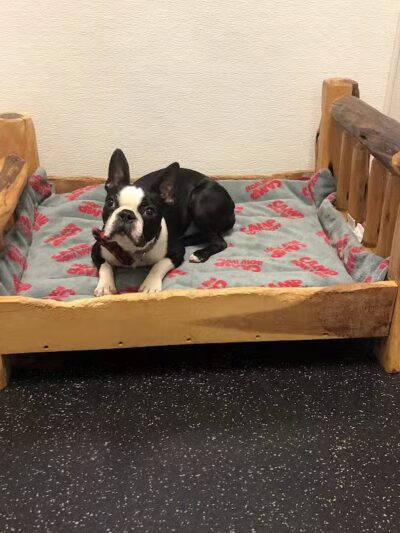 Camp Bow Wow Lil' Campers St. Clair Shores - St Clair Shores,