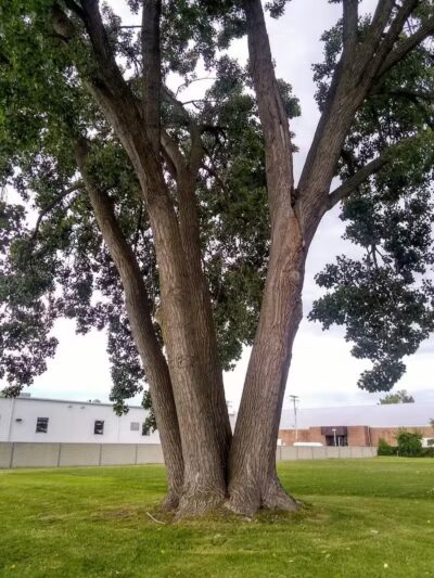 Frederick Park - St Clair Shores,
