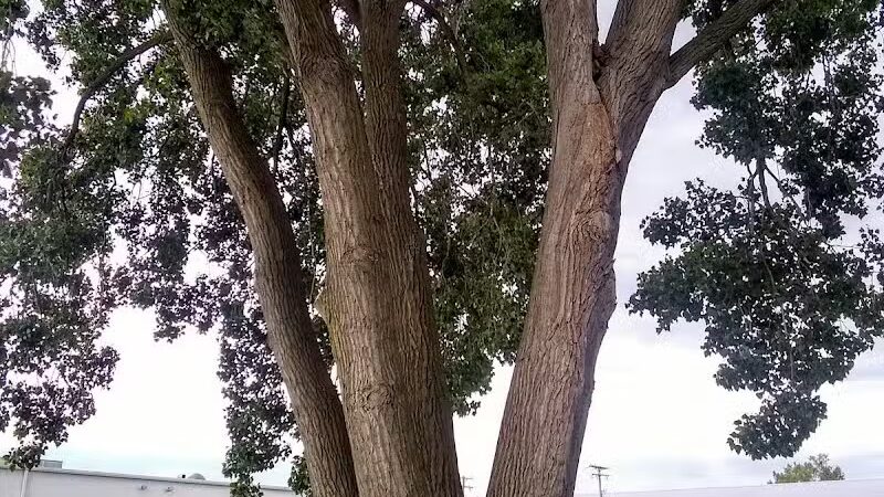 Frederick Park - St Clair Shores,