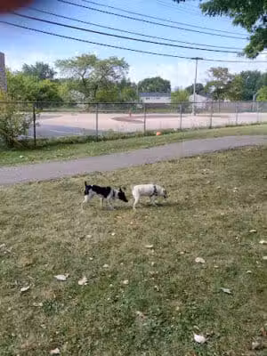 Brys Park - St Clair Shores,