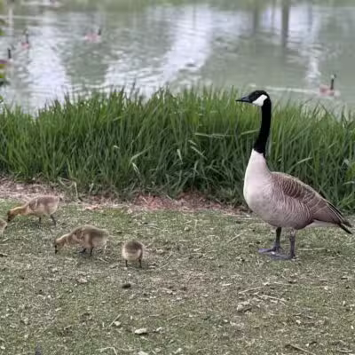 Wahby Park - St Clair Shores,