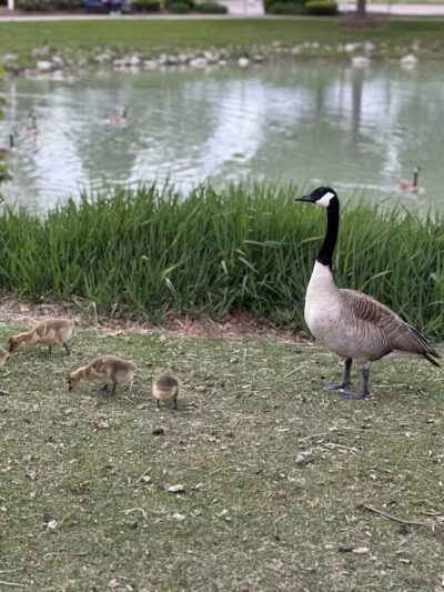 Wahby Park - St Clair Shores,