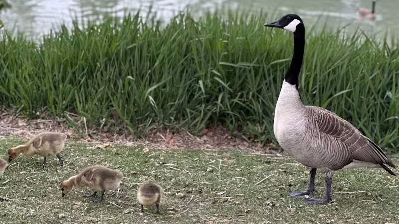 Wahby Park - St Clair Shores,