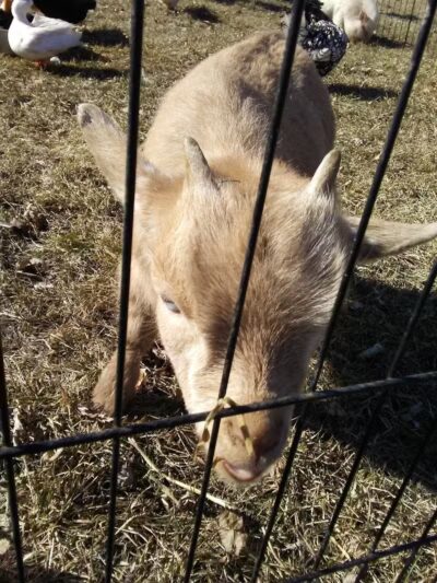 Wahby Park - St Clair Shores,