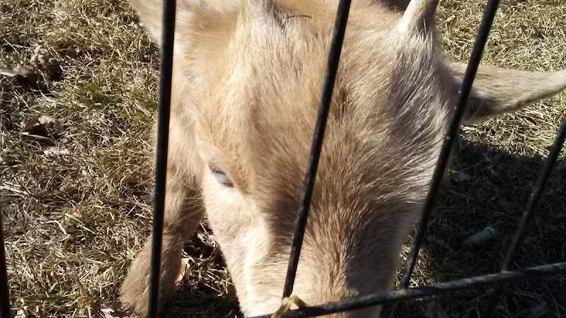 Wahby Park - St Clair Shores,