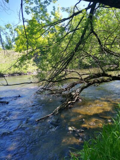 Friends of Whitney Dog Park - St Cloud, MN