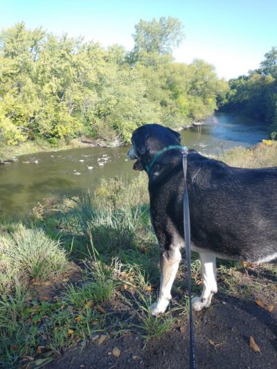 Friends of Whitney Dog Park - St Cloud, MN