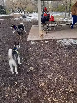 Friends of Whitney Dog Park - St Cloud, MN