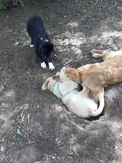 Friends of Whitney Dog Park - St Cloud, MN