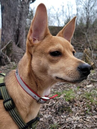 Friends of Whitney Dog Park - St Cloud, MN