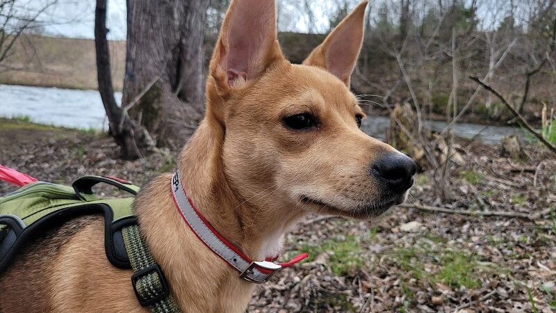 Friends of Whitney Dog Park - St Cloud, MN