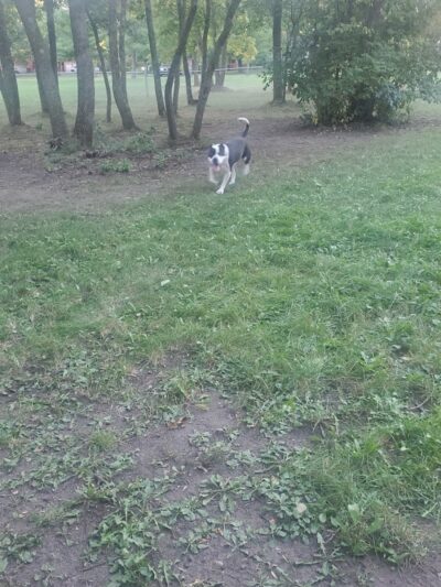 Friends of Whitney Dog Park - St Cloud, MN