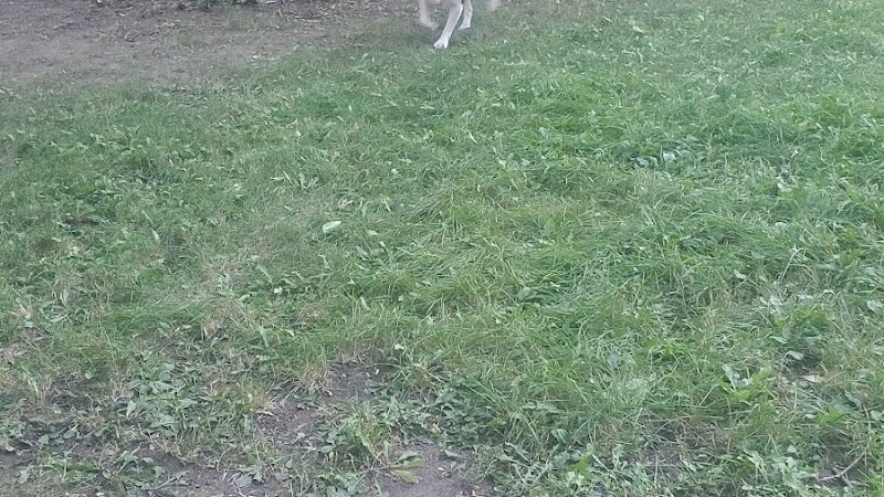 Friends of Whitney Dog Park - St Cloud, MN