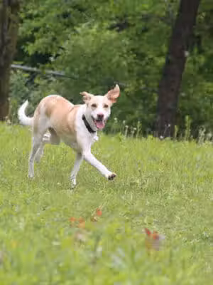 St. Croix Falls Dog Park - St Croix Falls, WI