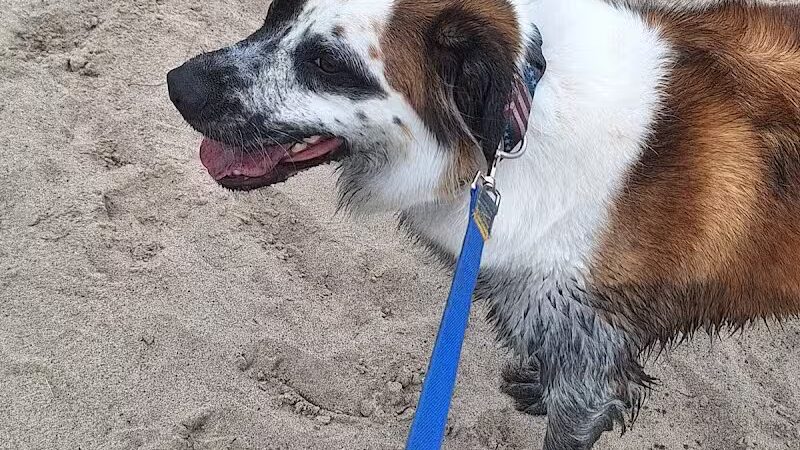 Motz Park - St Johns,