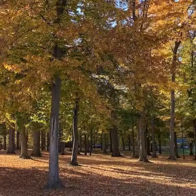 St. Johns City Park - St Johns,