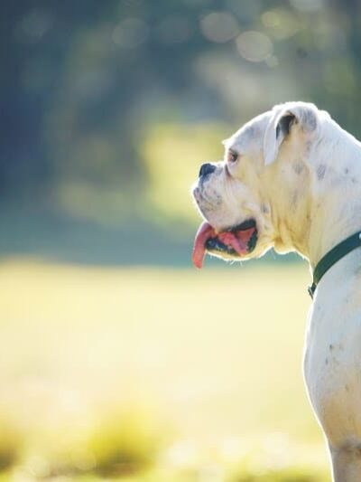 Fox Park Dog Park - St. Louis, MO